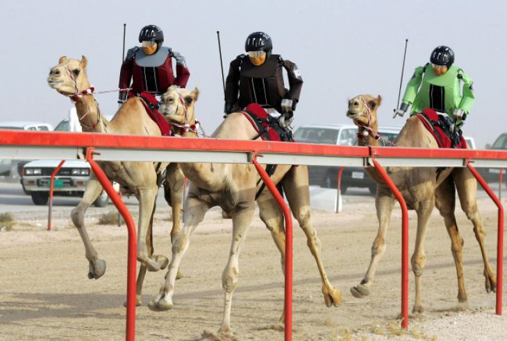 jockeys robôs cavalgando em camelos