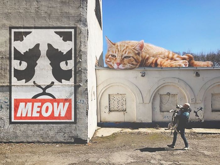 Um enorme gato encontra-se em cima do muro