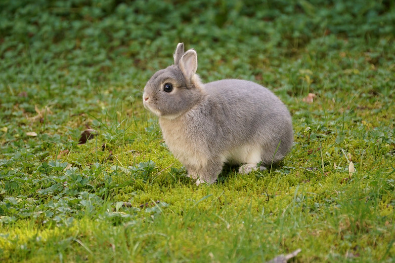 Conejo con orejas cortas