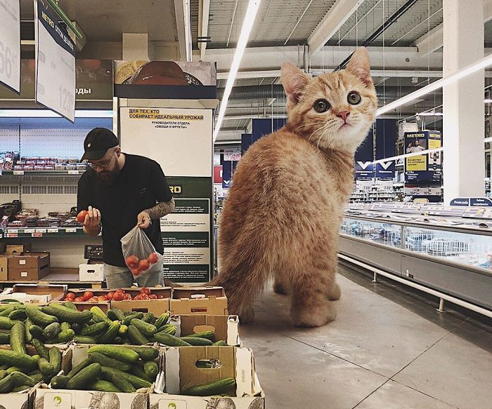 Duży kot w supermarkecie