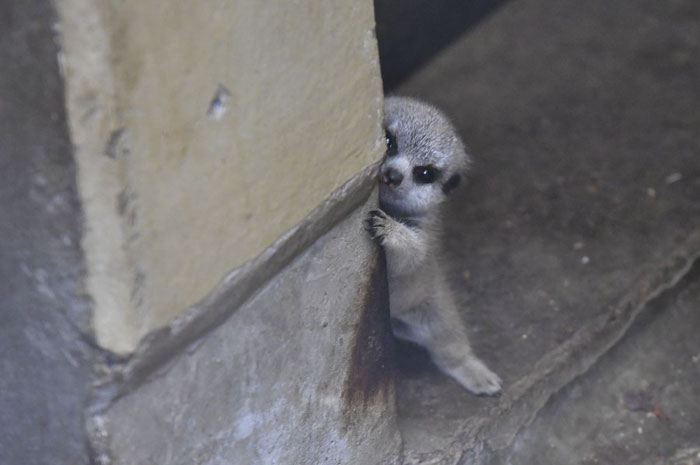 Μικρά meerkats