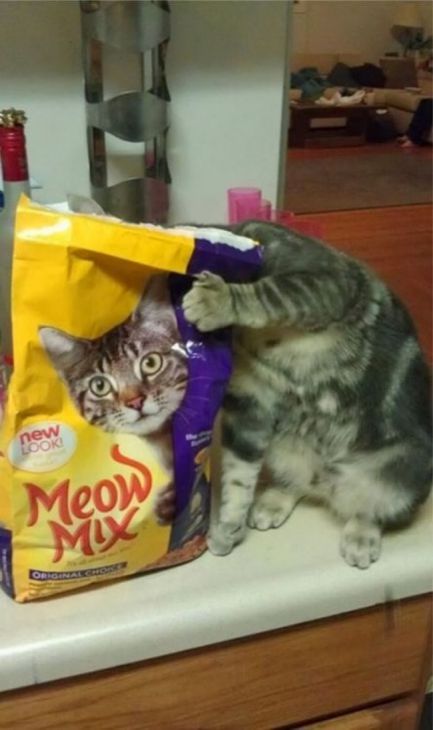 Gato y un paquete de comida