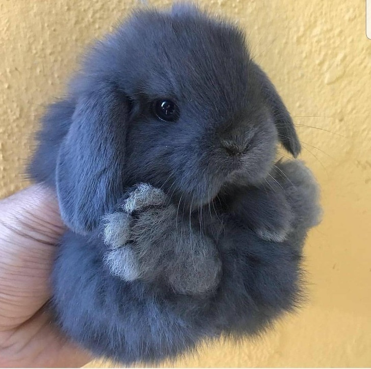 Conejo muy esponjoso