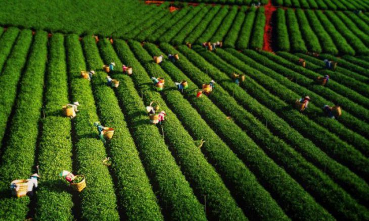 Colhendo folhas de chá