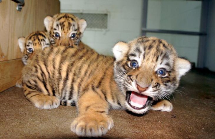 Baby tigers
