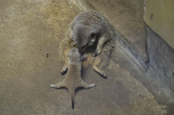 Δύο meerkats από την οικογένεια