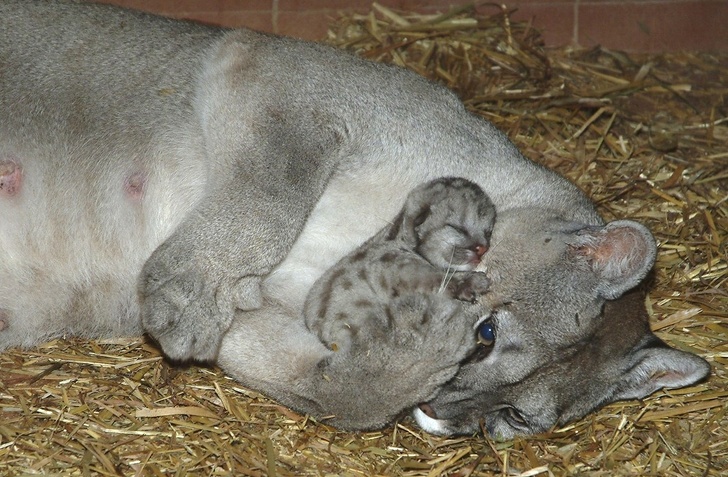 Puma e filhote