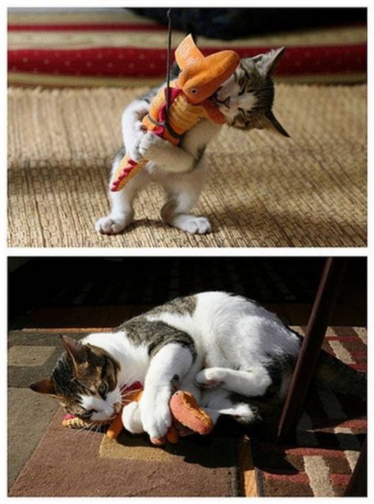 Gato e brinquedo laranja crocodilo