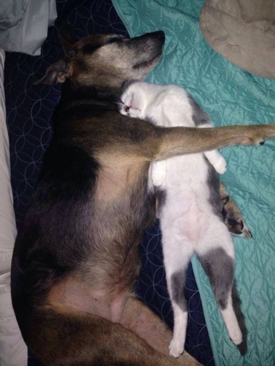 Cat and dog sleep together