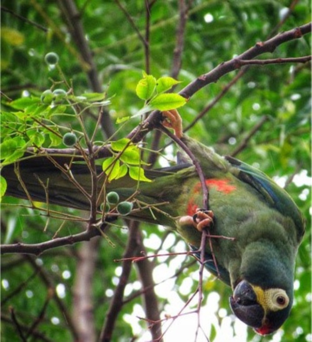 Um papagaio em uma árvore
