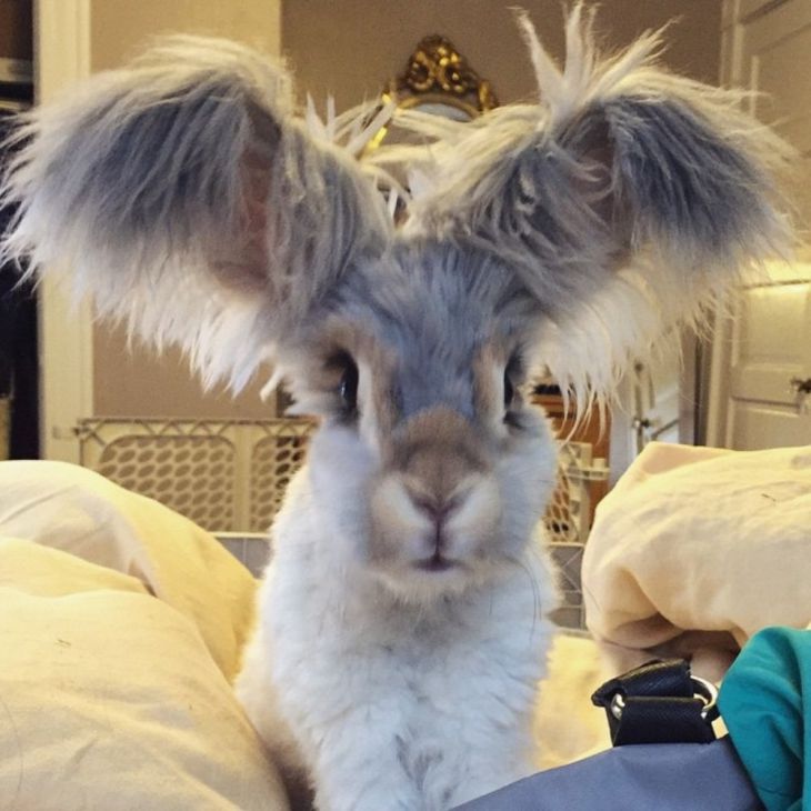 Conejo con orejas esponjosas