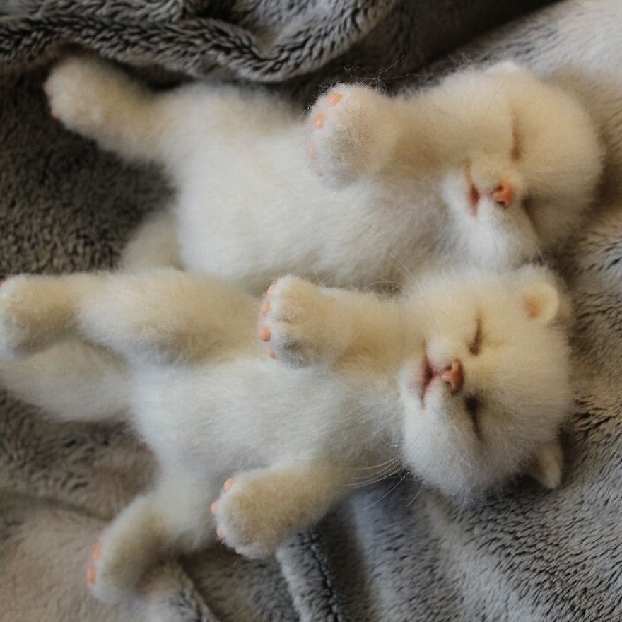 Μικρά γατάκια