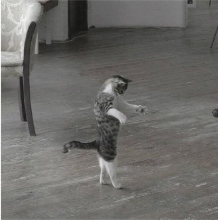 Kat loopt