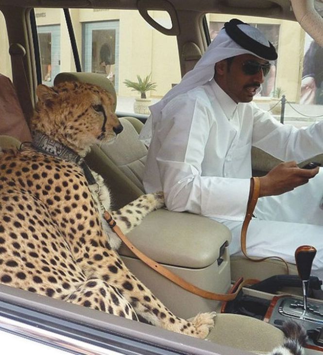 Leopard in een auto