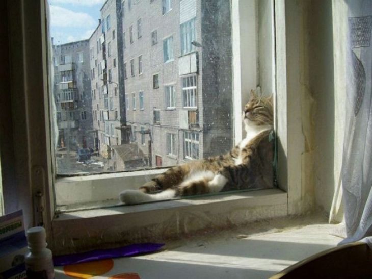 katten vilar mellan fönstren