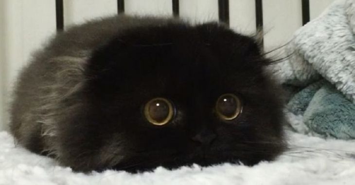 Gatito con ojos redondos