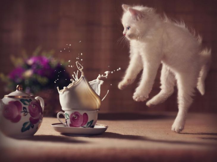 Kissa ja kahvi