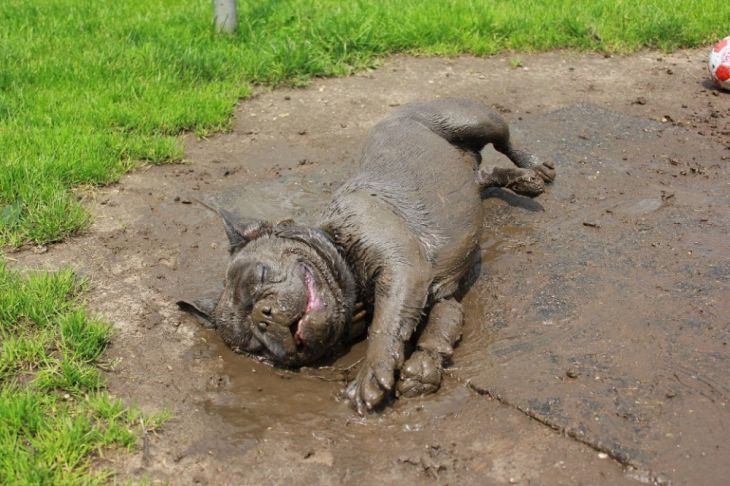 O cachorro está na lama