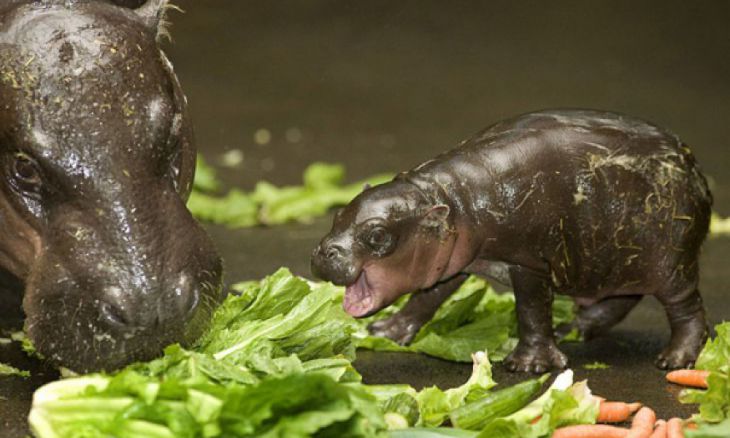 Bebê Hipopótamo
