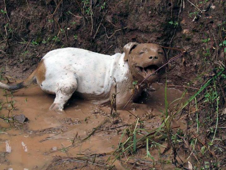 Cão contente na lama