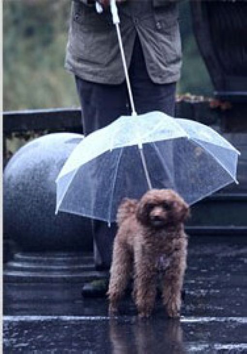 Doggy umbrella