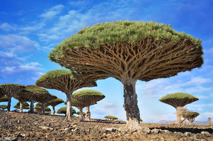 Fantazyjne drzewa w Jemenie