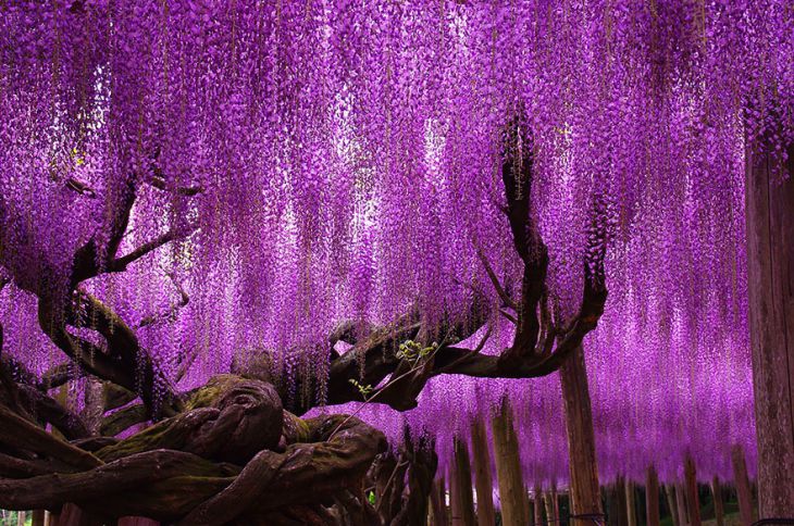 Uma wisteria, Japão