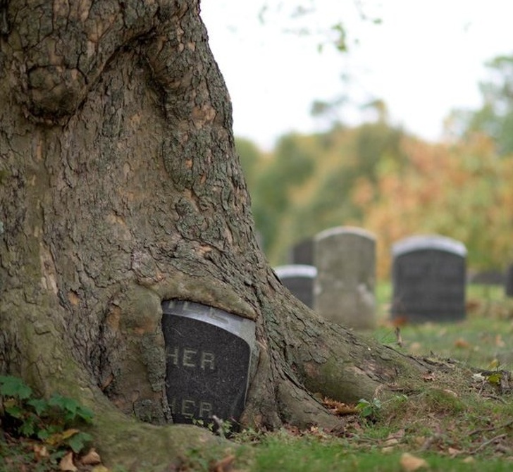 Árvore no cemitério