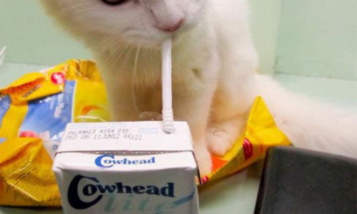 Um gato bebe leite com um canudo