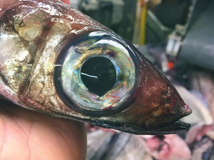 Olhos grandes peixes