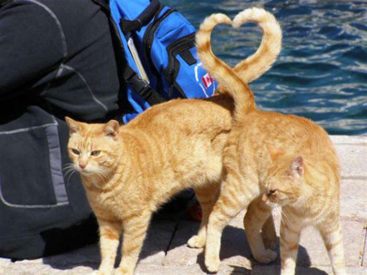Katten en liefde