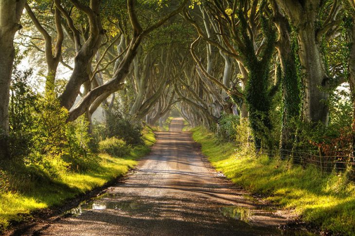 Bomen in Noord-Ierland