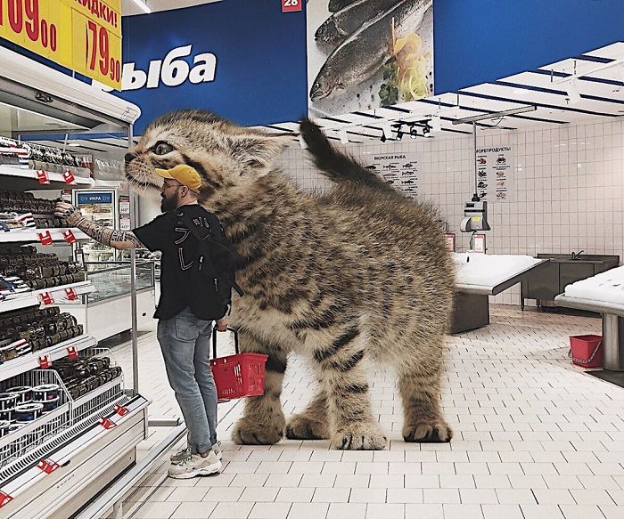 Duży kot w sklepie