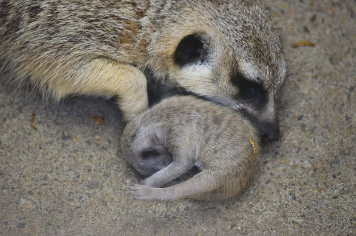 Pequeno suricata dormindo com a mãe