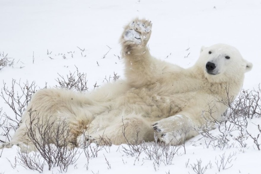 Urso polar acenando 