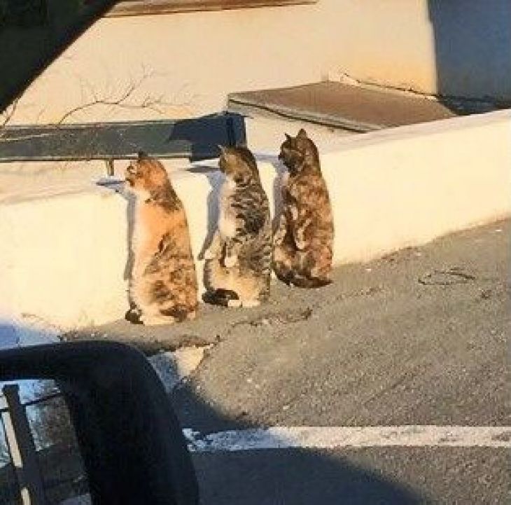 katter tittar in i avståndet