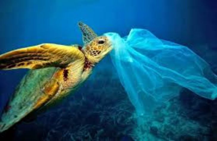 Sea Turtles Close to Extinction
