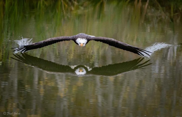 En örn svävar över en sjö i Kanada