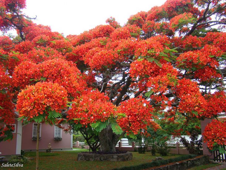 Bela árvore no Brasil