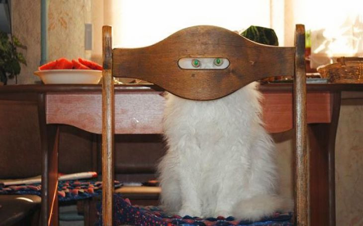 Κατάσκοπος γάτας