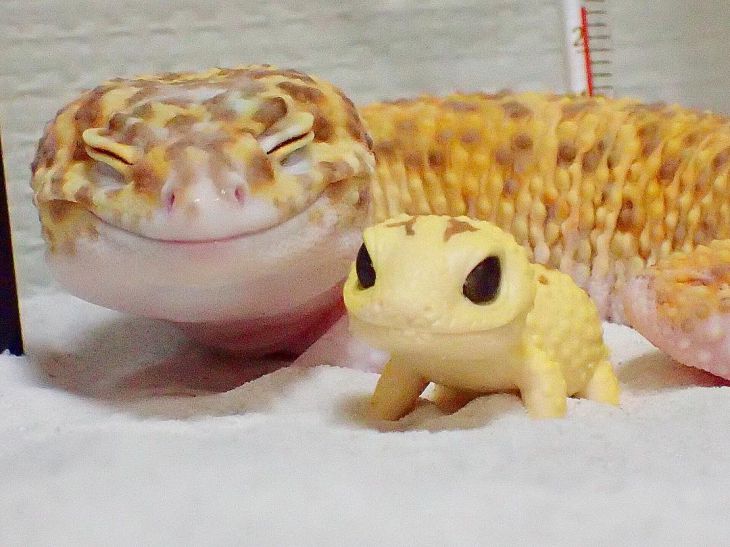 gecko e seu brinquedo 