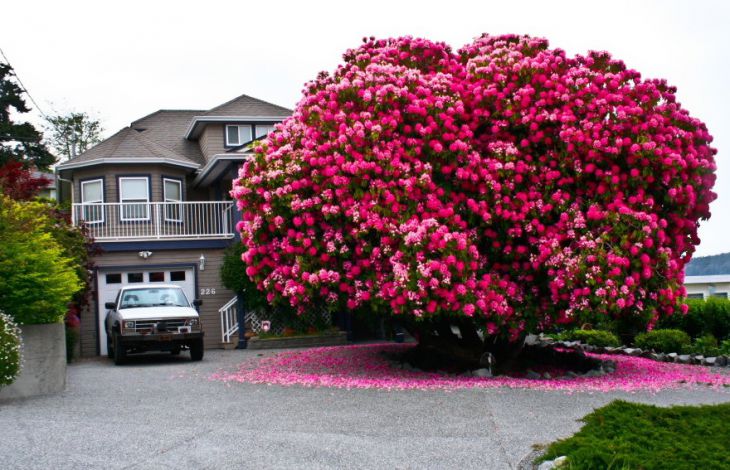 Um rododendro perto da casa 