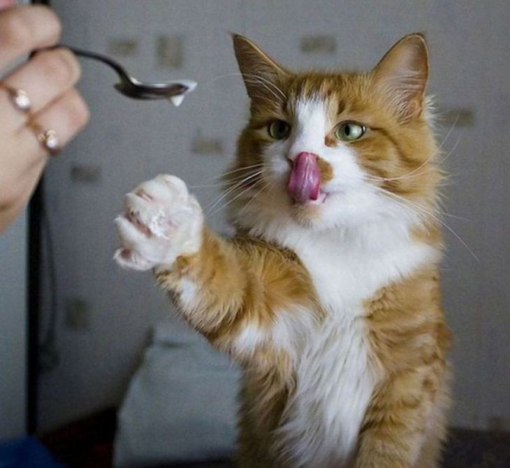 Kissa pyytää syömään