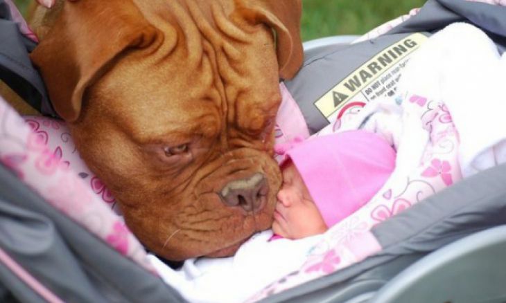 Cão e recém-nascido