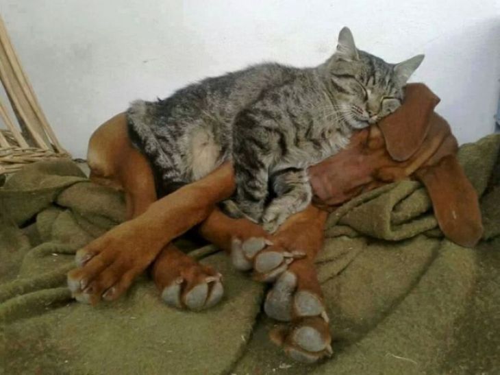 Cine a spus că pisicile şi câinii nu pot fi buni prieteni?