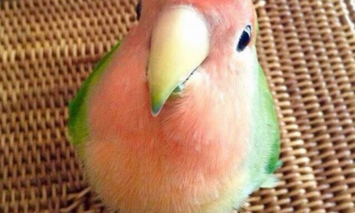Papagaio - Uma melancia pequena