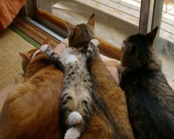 O gato dorme na parte de trás de outros gatos