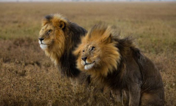 Leões, Serengeti