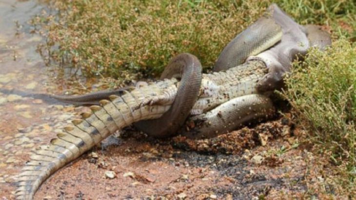 Python comeu um crocodilo