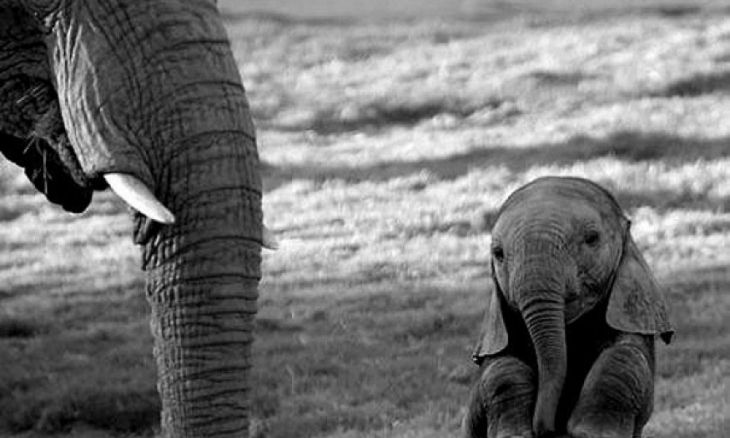 Bebê Elefante